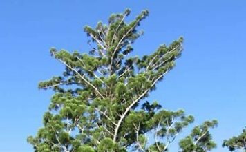 Чому сосна Мортона – це не сосна: правда про Araucaria cunninghamii
