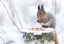 Як білки виживають узимку без зневоднення