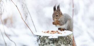 Як білки виживають узимку без зневоднення