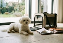 How to travel by plane with your dog: The ultimate pre-flight checklist